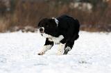 BORDER COLLIE 1172
